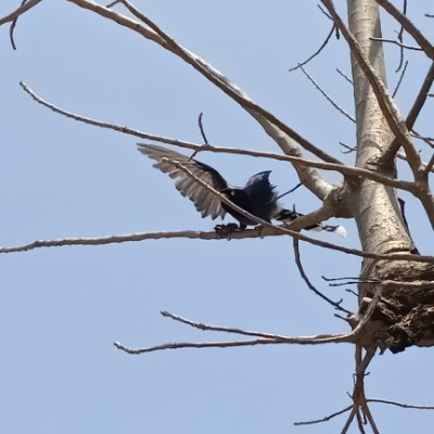 政戰大學很多臺灣藍鵲