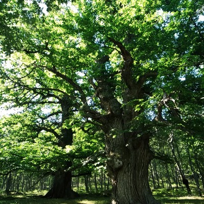 Route San Gregorio and castañar del Tiemblo walking route map in El Tiemblo