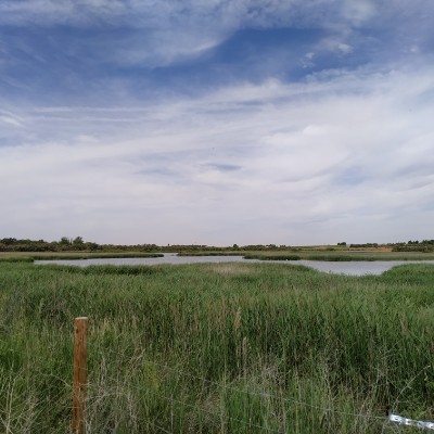 LAGUNA ROUTE walking route map in Pedro Muñoz