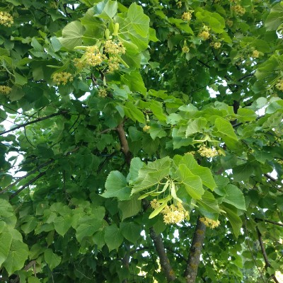Community park walking route map in Pinto