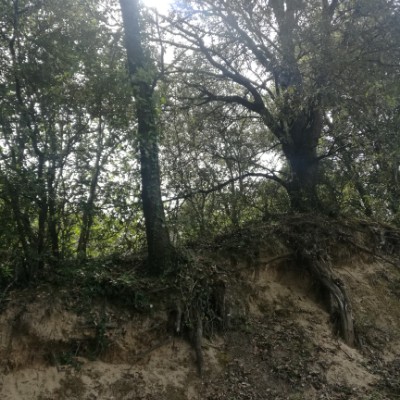 State forest of the Pays de Monts. walking route map in Saint-Hilaire-de-Riez