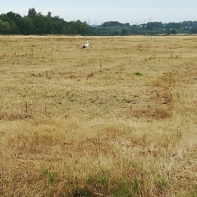 Storchenradroute Wolfsburg walking route map in Wolfsburg