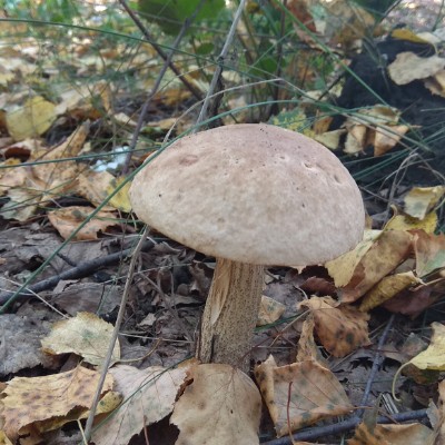 Vorontsov field mushrooms walking route map in Sof'ino