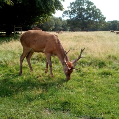 Tatton Park walking route map in Knutsford