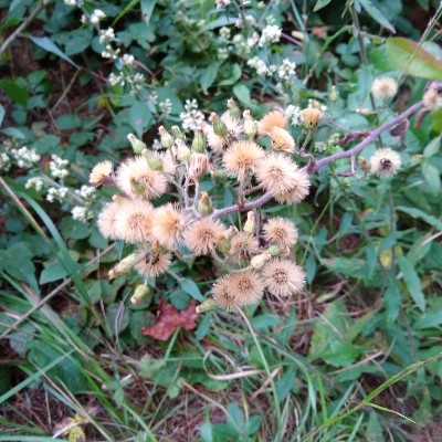 Old Gick Farm Trail walking route map in Gansevoort