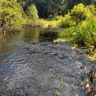 East Boy Scout Road walking route map in Lake Panasoffkee