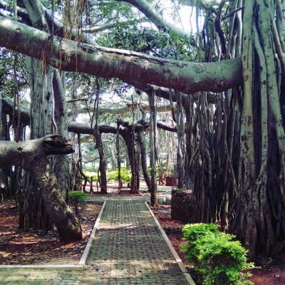 Dodda Alada Mara Evening Walk. walking route map in Kethohalli