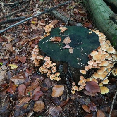 Glambeck-Altkünkendorf, Glambecker mill walking route map in Angermünde
