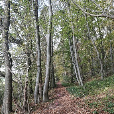 Route in Brunkensen walking route map in Alfeld (Leine)