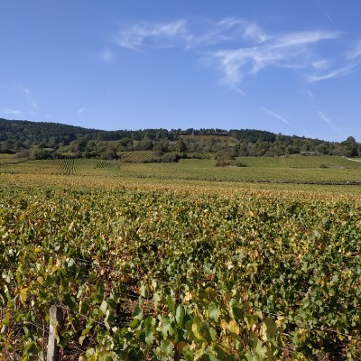 Meursault-Blagny Trail walking route map in Tailly