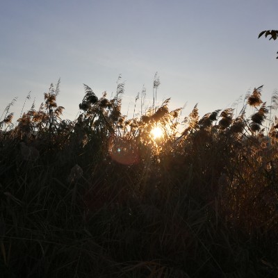 Brüggen Leinemasch walking route map in Gronau (Leine)