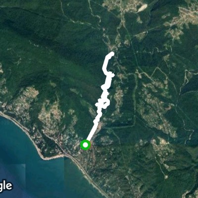 Хоста. Тисо-самшитовая роща