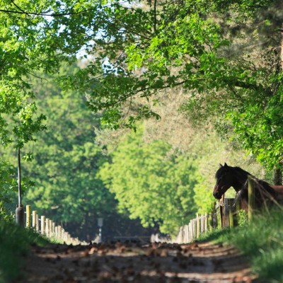 Walk around Hoeven walking route map in Hoeven
