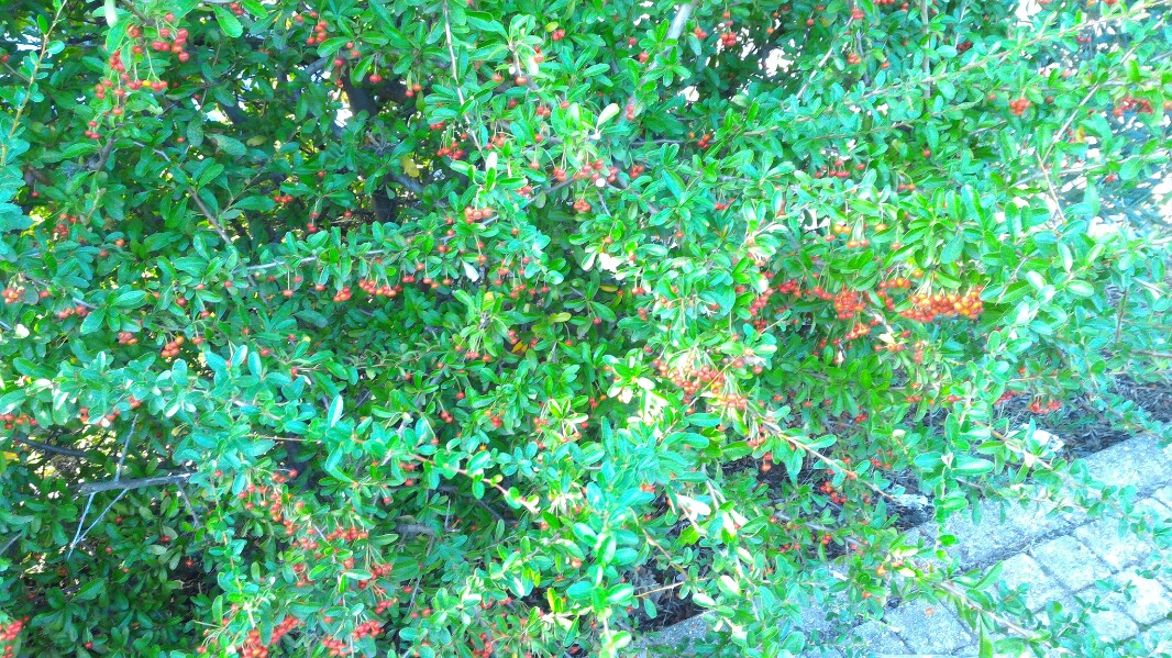 Via Alvaro Del Portillo Roma Via Alvaro del Portillo in Trigoria. Walk Trail - Rome, Italy | Pacer