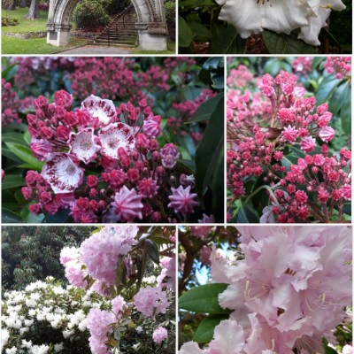 Royal Tasmanian Botanical Gardens walking route map in Queens Domain