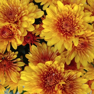 ♊️ KK1 🇺🇸 post 1