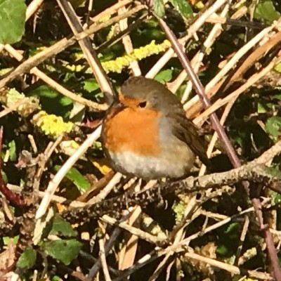 breda.c.murphy post 3