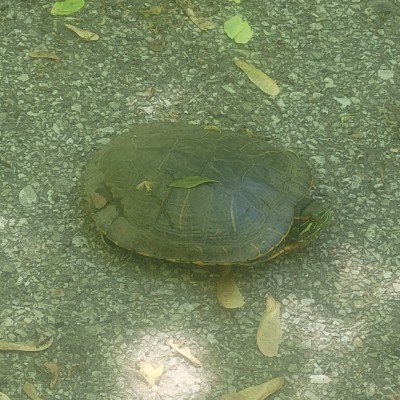 Weir Walking Challenge Kellie ☀️😊 post image