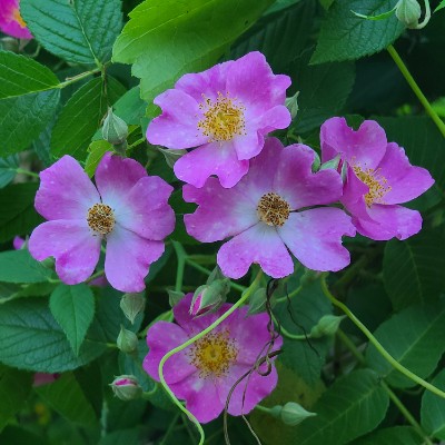 Matt S🏃‍♂️🏃‍♂️🏃‍♂️⏪🚶‍♂️ post 3