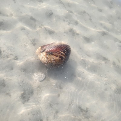 Ellie 2.0 🇬🇧🇯🇲🇺🇸 post 1