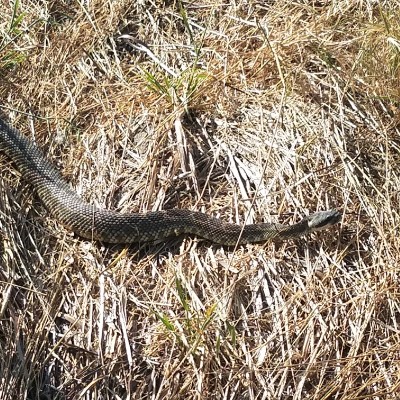 R.S.Hertz OCB post 1