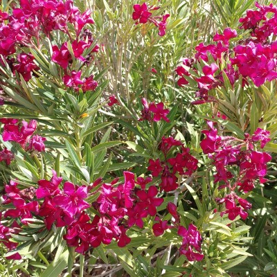 ♊️ KK1 🇺🇸 post 3