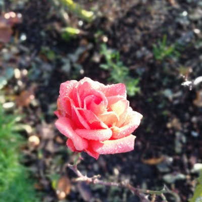 Supy post 3