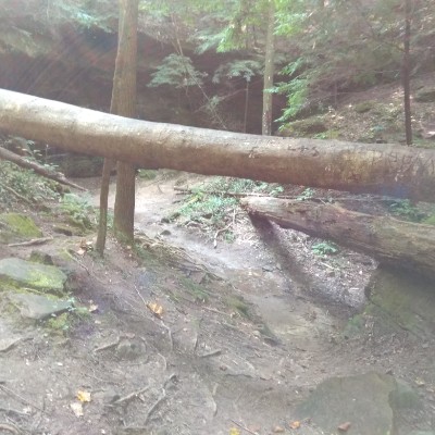 Wildcat post 3